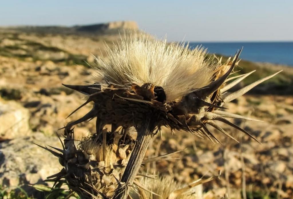 Cavo Greco 11