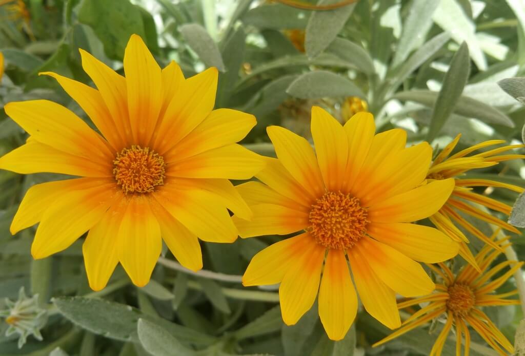 Flowers 2